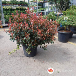 Photinia x fraseri ‘Little Red Robin’ nana 40–60 cm