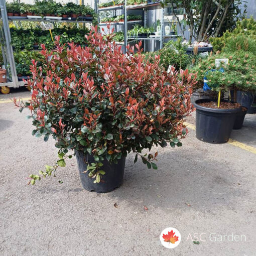 Photinia x fraseri ‘Little Red Robin’ nana 40–60 cm