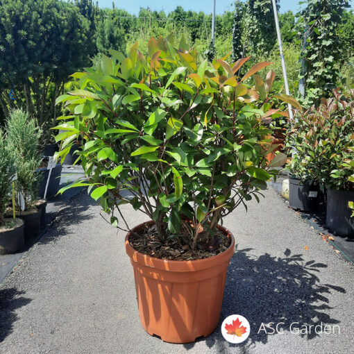 Photinia fraseri Red Robin 60-70cm