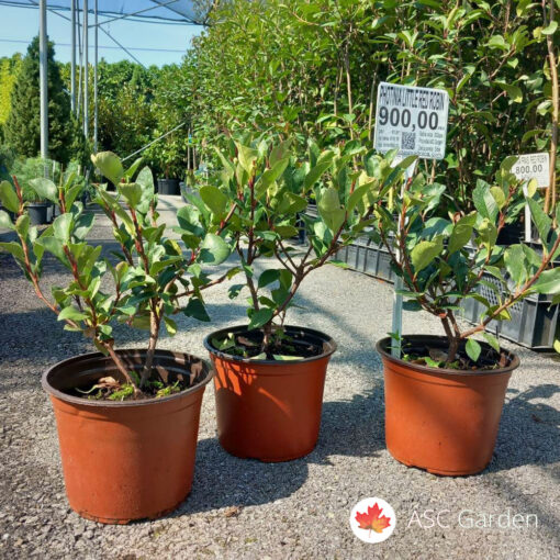 Photinia fraseri Little Red Robin 30 cm c2