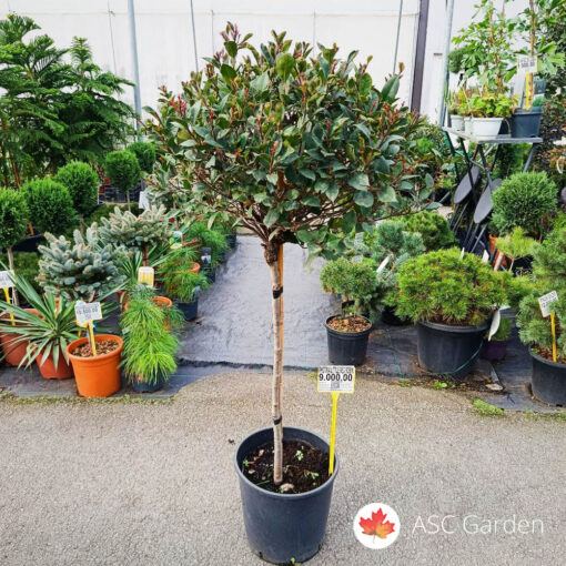 Photinia Little Red Robin na štapu 120 cm