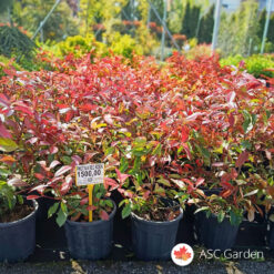 Photinia Red Robin 40-70 cm