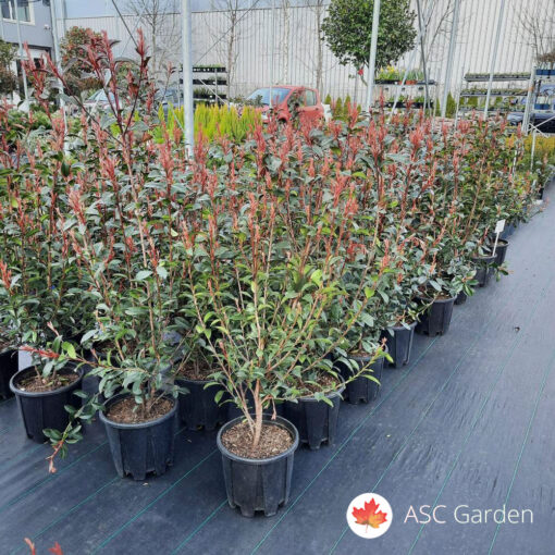 Photinia fraseri Red Robin 100 cm