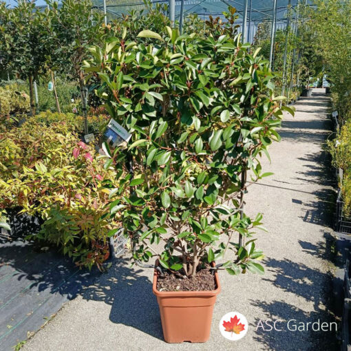 Photinia serrulata Red Robin Špalir 110 cm