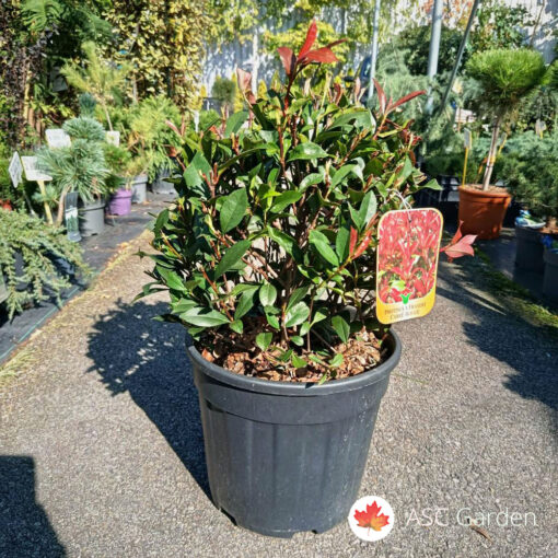 Photinia x fraseri Carre' rouge 70 cm - lopta
