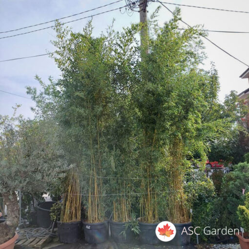 Bambus Phyllostachys 4 - 5 m