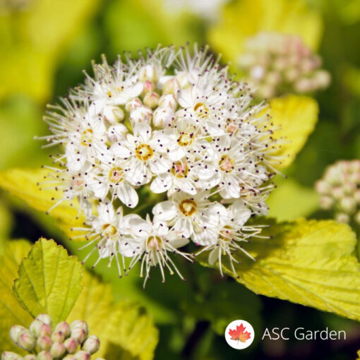 Physocarpus - zlatno žuti 40 cm