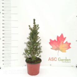 Patuljasta smrča - Picea glauca perfecta 45 cm