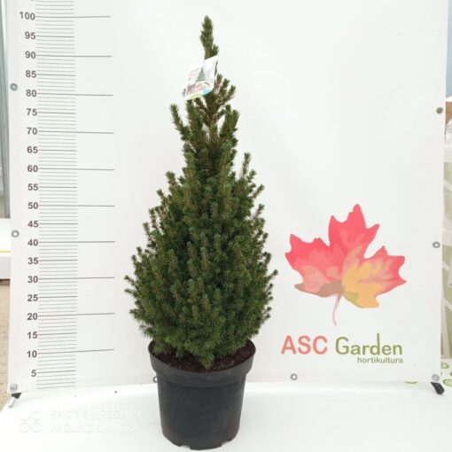 Picea glauca 'Conica' 50-60 cm Patuljasta smrča