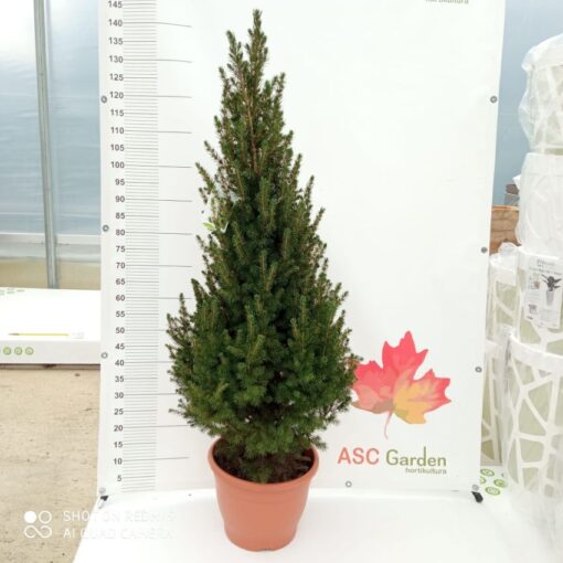 Patuljasta smrča - Picea glauca conica 90 cm