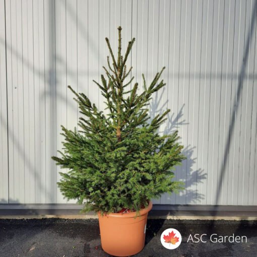 Picea abies - Jelka u busenu 90-130 cm