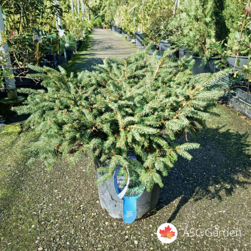 Picea abies Nidiformis 45 cm
