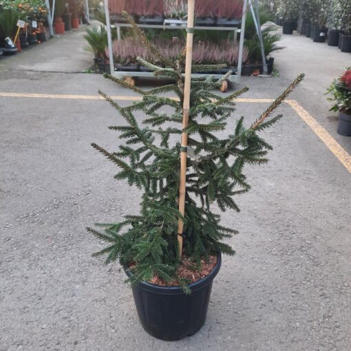 Picea orientalis Aureospicata 90 cm - Kavkaska zlatna smrča