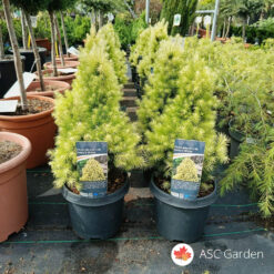 Picea glauca 'J.W. Daisy White' 40 cm