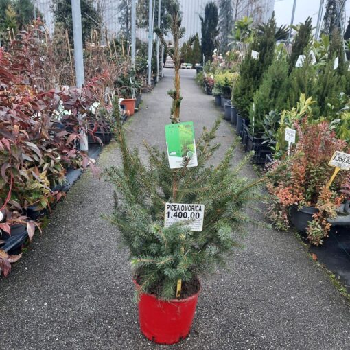 Picea omorika 75 cm