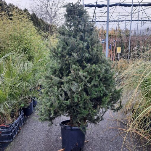 Picea omorika 180 cm