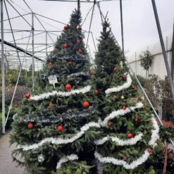 Picea omorika 250 - 270 cm