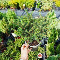 Picea omorika Karel 30 cm