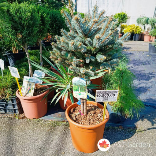 Picea pungens glauca globosa 60 cm