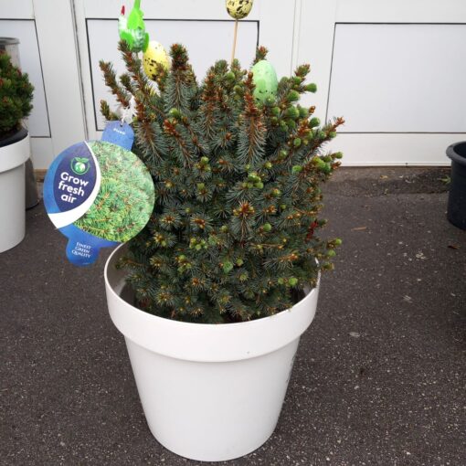 Picea sitchensis Papoose 60 cm