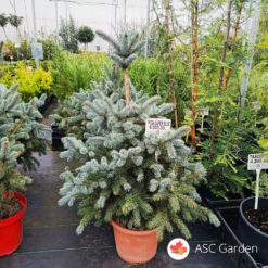 Picea super blue 90-100 cm