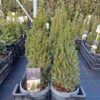 Picea glauca 'Zuckerhut' 40 cm