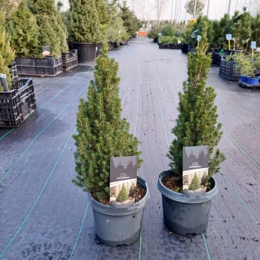 Picea glauca 'Zuckerhut' 35 cm