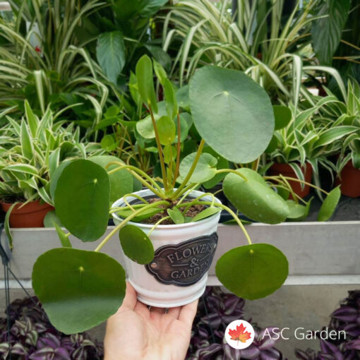 Pilea peperomiodies 17cm