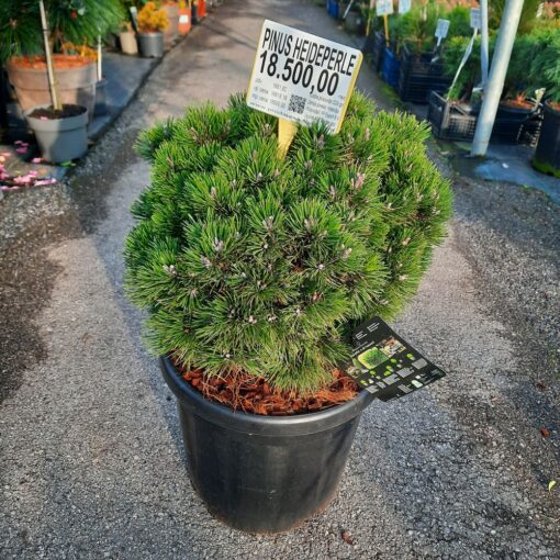 Pinus uncinata Heideperle