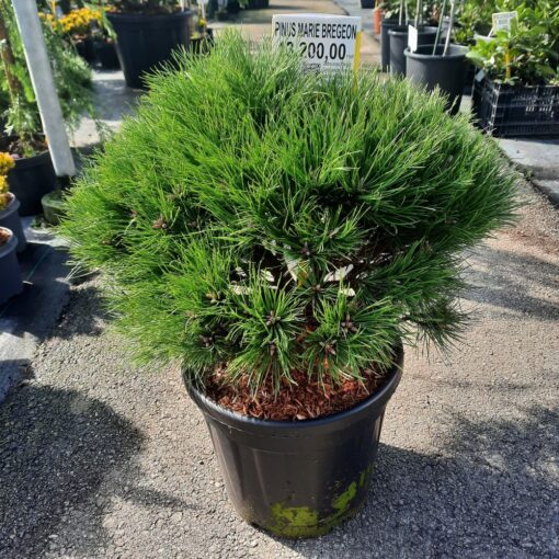 Pinus nigra Marie Bregeon 50 cm