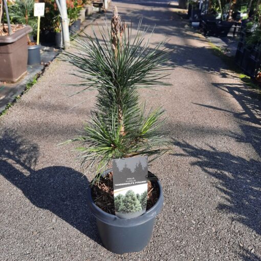 Pinus flexilis 'Vanderwolf's Pyramid' – Patuljasti Bor 30 cm u Saksiji fi19