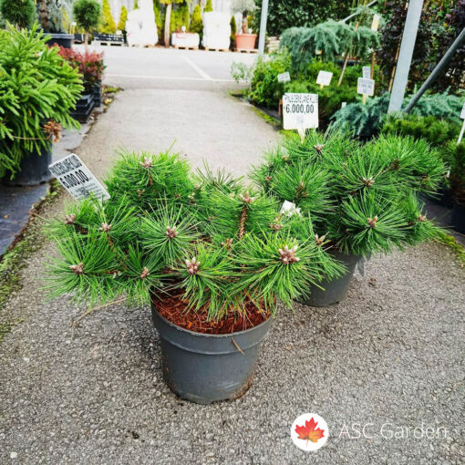 Pinus densiflora Jane Kluis 45 cm