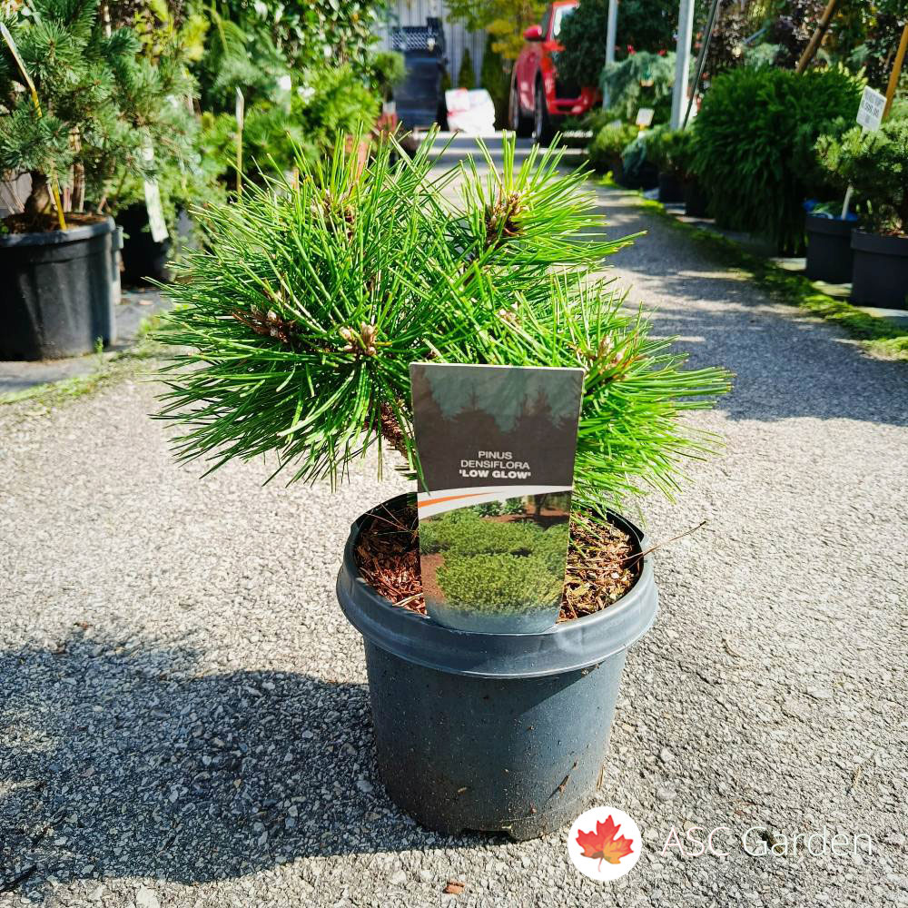 Pinus densiflora Low Glow 30 cm