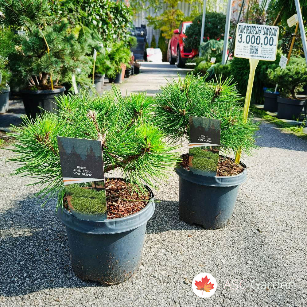 Pinus densiflora Low Glow 30 cm - Slika 3