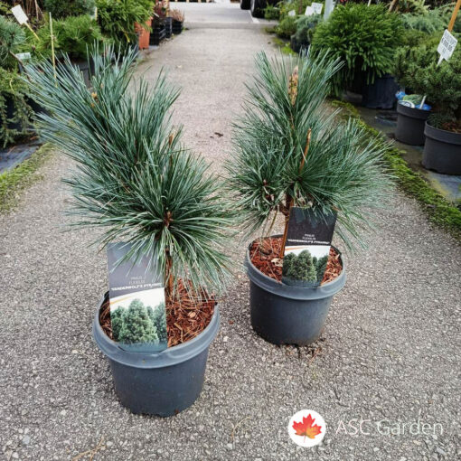 Pinus Vanderwolfs Pyramid 30 cm