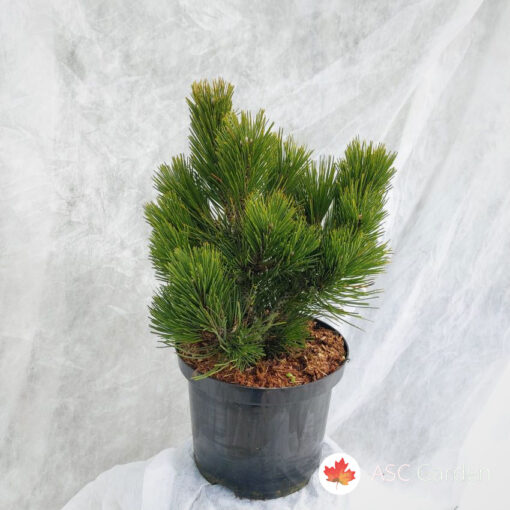 Pinus held. 'Compact Gem'