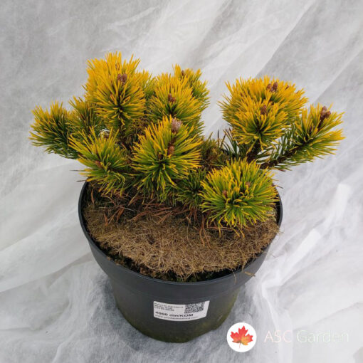 Pinus m. Carsten's Winter Gold