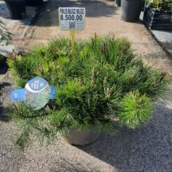 Pinus mugo Mughus – Patuljasti Planinski Bor 50 cm u Saksiji fi32