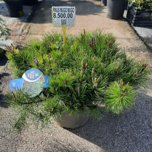 Pinus mugo Mughus – Patuljasti Planinski Bor 50 cm u Saksiji fi32