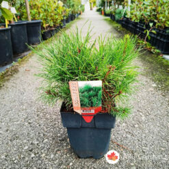Pinus mugo 15 cm