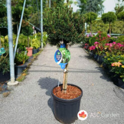 Pinus mugo 'Liliput' 110 cm