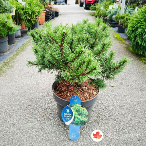 Pinus mugo "Mumpitz" 50 cm