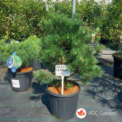 Pinus mugo 'Rigi'