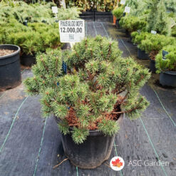 Pinus mugo mops 40 cm