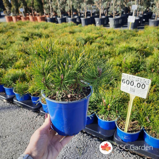 Patuljasti bor Pinus mugo  (mughus) 15cm