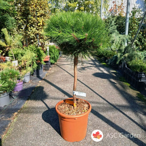 Pinus nigra Marie Bregeon 65 cm