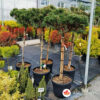 Pinus nigra Pierrick Bregeon 150-170 cm 45 L