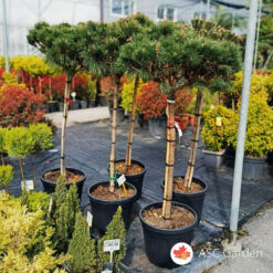 Pinus nigra Pierrick Bregeon 150-170 cm 45 L