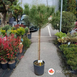 Pinus pinea 140-150 cm 15l