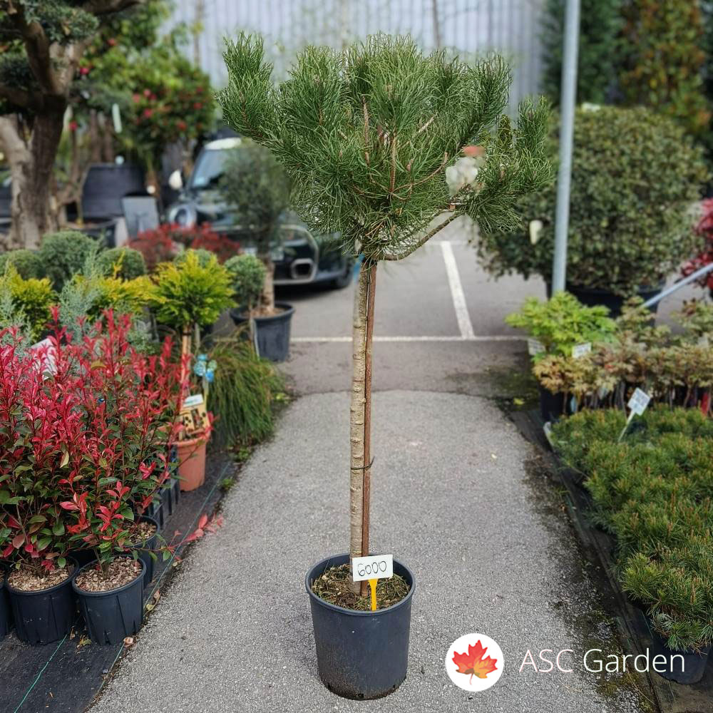Pinus pinea 140-150 cm 15l